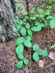 Beautiful nature photos