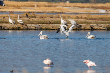 Obraz premium A group of pelicans and flamingos in a wetland area, with one pelican flapping its wings in the water.