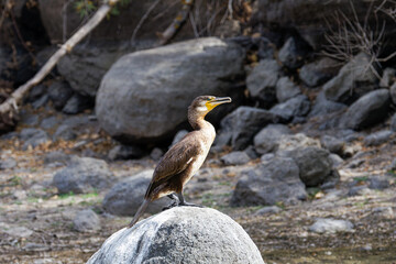 A cormorant bird perched on a rock in a rocky landscape.