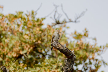 A small spotted flycatcher (Muscicapa striata) perched on a tree branch with blurred foliage in the background.