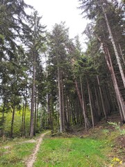 Fototapeta premium path in the forest