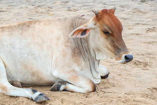 Cow resting on the ground. Zebu cattle or livestock, Indian domestic cow.