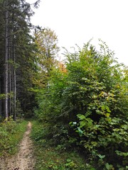 path in the forest