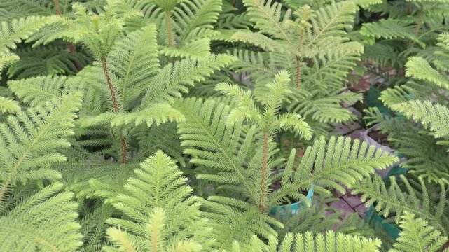 Norfolk Island pine leaf plant on farm for sell