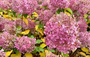 lilac flowers in the garden