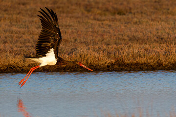 A black stork (Ciconia Nigra) flying low over a calm body of water in a natural setting.