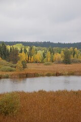 Autumn forest in the background with a river and brown meadow in the foreground