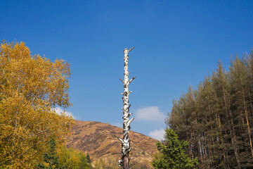 Obraz premium White birch snag against brown autumn mountain and blue sky