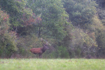 Red deer stag coming out of the forest into a plain after the rain during the rut. Cervus elaphus, Sologne, Loiret 45, région Centre Val de Loire, France, European Union, Europe