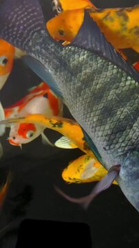 Aquatic life design of colorful goldfish, clownfish, and koi swimming in a tropical aquarium with coral reef nature