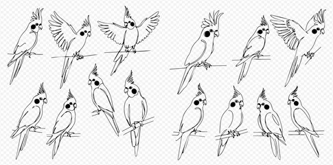 Collection of black and white line art illustrations depicting cockatiel parrots in various poses, including perched and with wings spread. © Lunara Arts