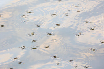 Gerris lacustris, commonly known as the common pond skater or common water strider
