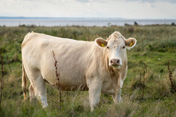 A light-colored Charolais cow standing on a coastal meadow island pasture, surrounded by natural grassland near the sea under soft daylight. Charolais cow grazing on a coastal meadow. 