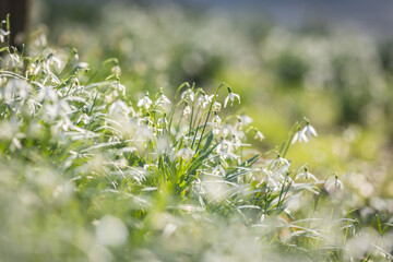 Pretty snowdrop flowers in bloom in early March, with selective focus