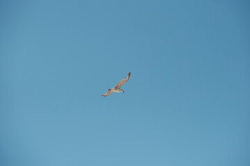 Single seagull flying in clear blue sky, minimalistic nature background symbolizing freedom, solitude and tranquility.