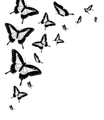 Elegant black and white vector illustration of fluttering butterflies scalable graphic art silhouette vector illustration white background