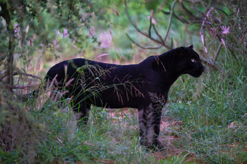 Melanistic leopard in green vegetation