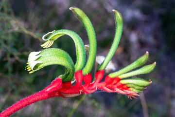 Red and Green Kangaroo Paw in Full Bloom