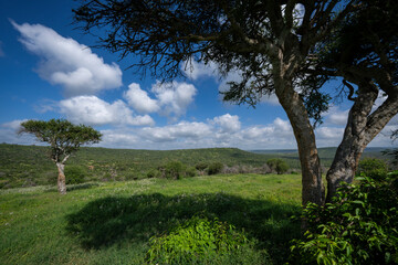 Dry woodland bush savannah landscape