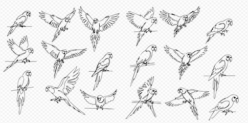 Collection of detailed line art illustrations featuring parrots in various flying and perched poses on a transparent background.