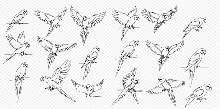Collection of detailed line art illustrations featuring parrots in various flying and perched poses on a transparent background.