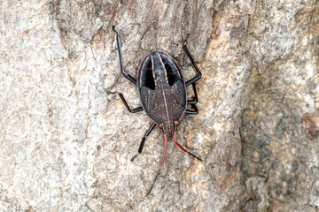 Closeup of a stink bug with red legs and patterned shell