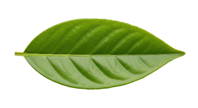 Single green leaf macro studio shot for botanical reference isolated PNG with Transparent Background