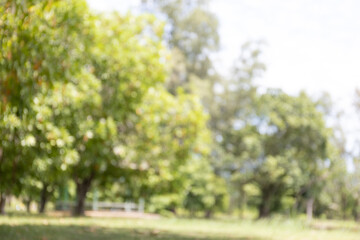 Blurred green park background with trees and sunlight, perfect for nature-themed designs, eco-friendly product display, or copy space layout in outdoor and environmental concepts.