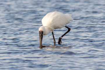 Large White Wading Bird Searching for Food