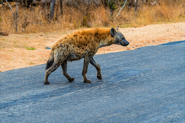 A view of a spotted hyena crossing a road in Kruger national park, South Africa in Springtime