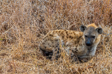 A view of a spotted hyena curled up in the bush in Kruger national park, South Africa in Springtime