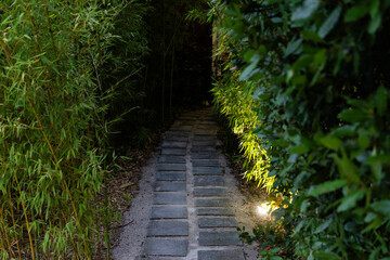 Obraz premium bright green tropial garden plants