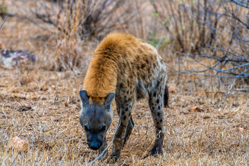 A view of a spotted hyena search for food in Kruger national park, South Africa in Springtime
