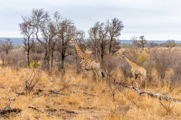 A view of a pair of giraffes walking in the bush in Kruger national park, South Africa in Springtime