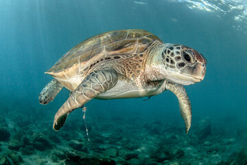 Tortuga verde nadando en el mar © davidcarbo