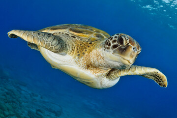 Tortuga verde nadando en el mar © davidcarbo