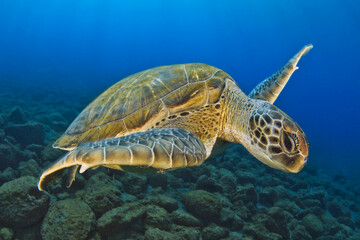 Tortuga verde nadando en el mar © davidcarbo