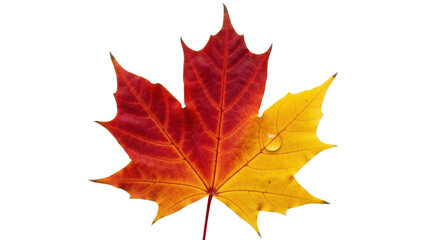 Obraz premium Red and yellow maple leaf with water droplet isolated PNG with Transparent Background