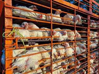 Broiler chickens in iron cages on trucks. The concept of distributing chickens to buyers and poultry farms © Muhammad