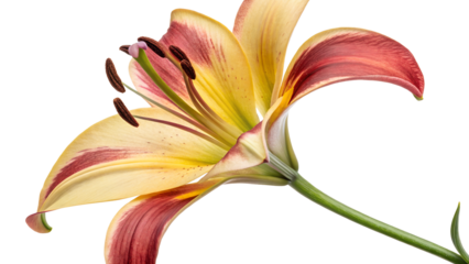 Lily Flower on Transparent Background PNG
