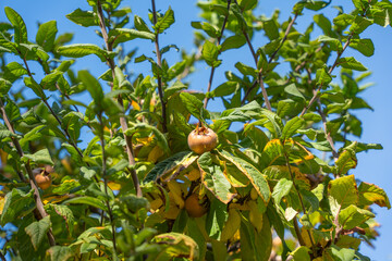 A medlar fruit ripens on its branch, surrounded by vibrant green foliage. Sunlight enhances the rich textures of this traditional fruit tree.
