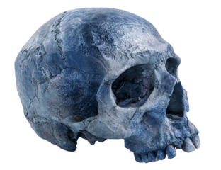 Ancient human skull with textured surface and dark blue tones isolated on transparent background