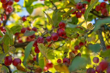 Abundant red crab apples among branches and leaves. A lively autumn composition full of color, texture, and light.