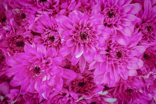 Close-up of a dense cluster of Chrysanthemum (Mums) in a striking Dark Pink / Magenta color, possibly 'Cheryl Pink'. The layered petals and saturated hue emphasize texture and elegance.