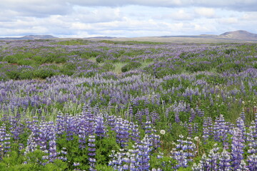 field of blue and purple lupine flowers in Iceland with a bare mountain in the background