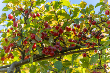 Small red apples on a tree branch. Surrounded by green leaves, the fruits catch the autumn sunlight.