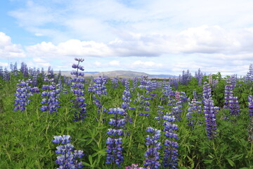 field of blue and purple lupine flowers in Iceland with a bare mountain in the background