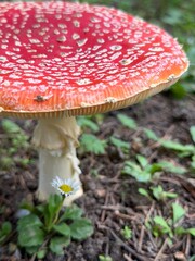 fly agaric mushroom