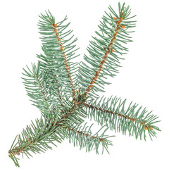 Green spruce fir branch isolated on white background for Christmas and winter decoration