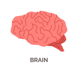 Brain, isolated human central organ with stem and cerebellum. Vector cerebrum with smooth curves. Side view. Central nervous system. Noggin simple icon, mind symbol. Educational and scientific visuals